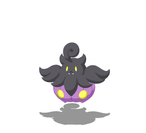 Pitrouille (Variété Moyenne)