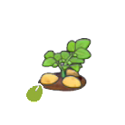 Pok&eacute;mon Pokopia - Graines de pommes de terre